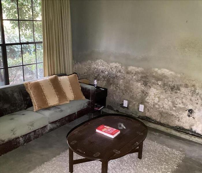 mold from floor to ceiling